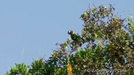 طوطی ماکائوی یقه زرد Yellow collared Macaw