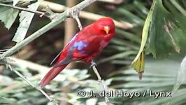 طوطی لری قرمزRed Lory