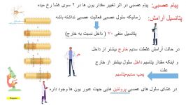 آموزش زیست شناسی کنکور  مبحث پیام عصبی پروتئین های پتانسیل عمل