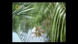 قاتلین بالفطره NatGeo 3