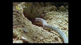 قاتلین بالفطره NatGeo 6