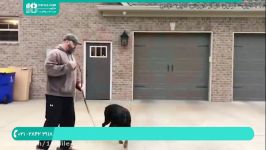 آموزش تربیت سگ  تربیت سگ خانگی شکاری  سگ نگهبان تربیت سگ روت وایلر 