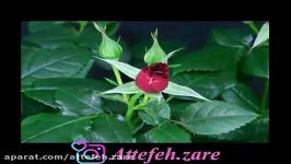 گوشه ای وصیت نامه ادبی گابریل گارسیا مارکز