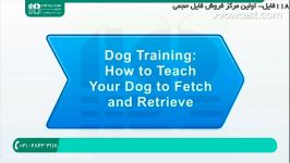 آموزش تربیت سگ  تربیت سگ نگهبان شکاری آموزش آوردن اشیاء 