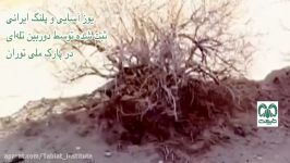یوزپنگ آسیایی پلنگ ایرانی در پارک ملی توران