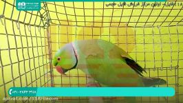آموزش تربیت طوطی  طوطی ملنگو  پرورش طوطی تشخیص جنسیت طوطی سبز 09120165405