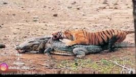 شکار تمساح بالغ توسط ببر بنگال