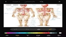 اناتومی جالب متفاوت اسکلت بدن