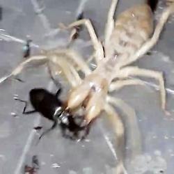 قطع شدن سر سوسک شکارچی توسط عنکبوت شتری غول پیکر مصری
