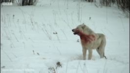 شکار بوفالو توسط گله گرگ ها راز بقا در حیات وحش