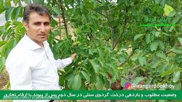 ایران گرد  پیوند گردو  باردهی  سال دوم پیوند  چندلر  درخت  گردو  خوی