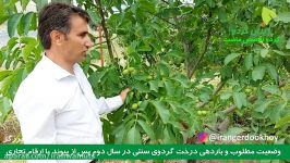 ایران گردو  درخت  گردو  پربار  تجاری  خوشه ای  دیرگل  چندلر  فرنور