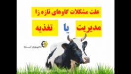 دامپروری ایده  مشکلات گاو تازه زا