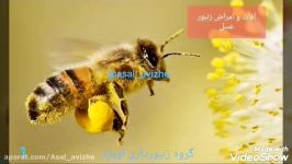 آفات امراض زنبور عسل   نوزما