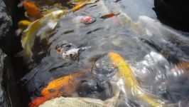 KOI POND