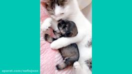 گربه‌های مادر بچه‌گربه‌ها زیبا محافظت می‌کنند