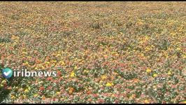 برداشت گلرنگ مزارع شهرستان مبارکه