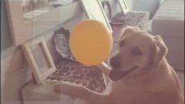 اولین ویدیو ویکا یه سگ گلدن رتریور خانگی در آپارات.#باحیوانات مهربان باشیم
