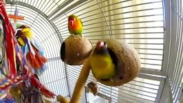 طوطی كوتوله برزیلی فیشر Fischers Lovebird