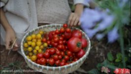 انسان وطبیعت تلاش کوشش کشت گوجه فرنگی