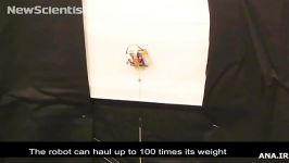 مینی رباتی 100 برابر وزنش بار می برد
