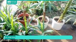 آموزش پرورش گل گیاه آپارتمانی  کاشت گل گیاه چگونگی قلمه زدن گیاه یوکا