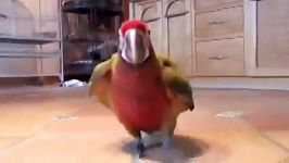 مراحل رشد طوطی ماکائو دورگه شبدریShamrock Macaw Hybrid