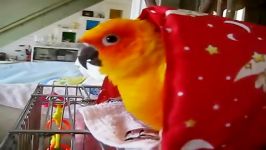 طوطی کانور خورشیدی Sun Conure سان کانور