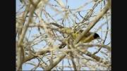 زردپره سر سیاه Black headed Bunting