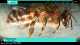 آموزش جامع زنبورداری  زنبورداری مدرن  پرورش زنبور میکروسکوپی ملکه نرزا