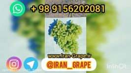 فروش انگور صادراتی شهرستان کاشمر  Sale of grapes in Kashmar city of Iran