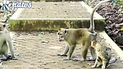 مبارزه گربه میمون ها  اذیت کردن گربه توسط میمون ها