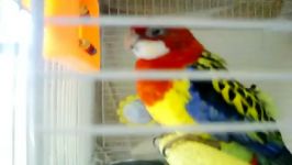 طوطی رزیلای شرقی Eastern Rosella آوازه خوان