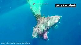 تلاش برای نجات نهنگ گرفتار در تور ماهیگیری در سواحل ایتالیا