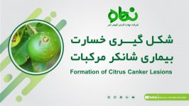 مراحل توسعه بیماری شانکر باکتریایی مرکبات به روایت تصویر