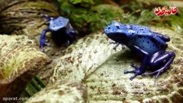 همه چیز درباره حیوانات  دوزیستان  Amphibiansدوبله فارسی