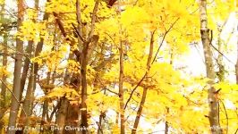 Eric Chiryoku Music Video Series  Yellow Leaves