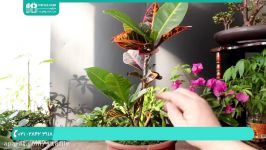 آموزش پرورش گل گیاه آپارتمانی  کاشت گل گیاه اصلاح گیاه تاج دندان بونسای