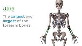 آناتومی بدن   طولانی ترین استخوان بدن