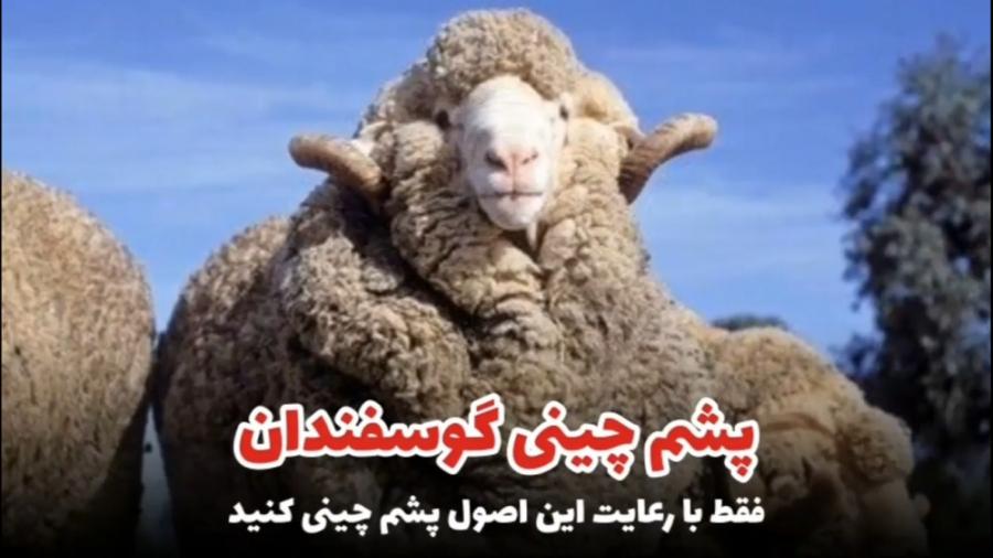 پشم چینی گوسفندان به چه صورت است؟