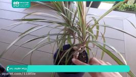 آموزش پرورش گل گیاه آپارتمانی  گیاهان زینتی روش تکثیر گیاه اژدها