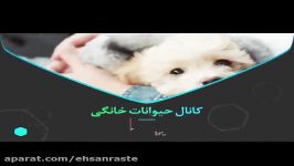 طرح ایده شغلی درآمدزائی حیوانات خانگی