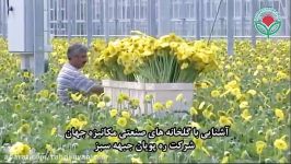 گلخانه فول مکانیزه تولید گل زرد ژربرا