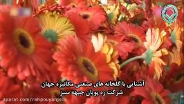 گلخانه فول مکانیزه بسته بندی گل ژربرا در آلمان قسمت ۲