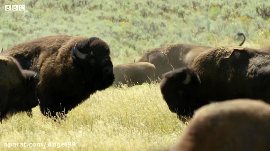 مستندی زیبا از، Male Bison Fight for Harem Rights