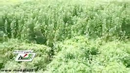 کشت گیاهان دارویی در استان کهگیلویه بویراحمد