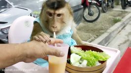وقتی خانوم آقا میمونه برای خوردن شام میرن بیرون 