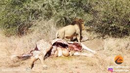 حیات وحش، دریده شدن زرافه توسط شیرها