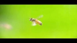 حقایقی در مورد زنبور عسل  عسل آراماس