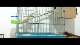 ECMN  Cockatiel Dance With Papo Soleimani